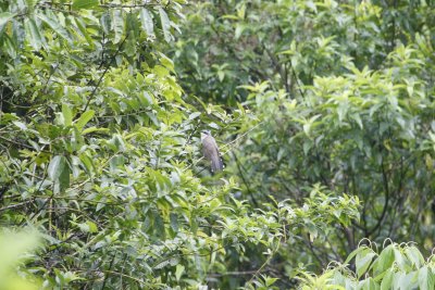 Dark-billed Cuckoo - Sacha Lodge