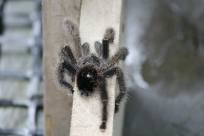 Tarantula - Sacha Lodge