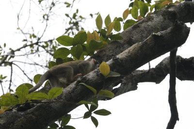 Squirrel Monkey - Sacha Lodge