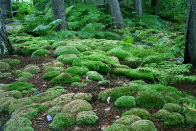 Asticou Gardens