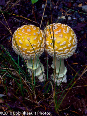 Unusual mushrooms