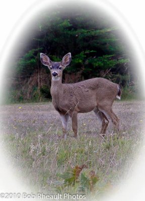 Deer near Mendocino