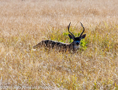 Deer near Mendocino