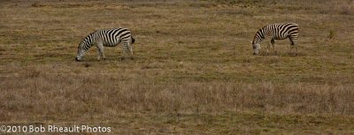 Zebra graze with cattle near San Simeon