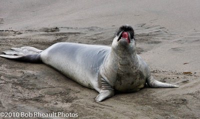 Elephant Seals on beach near Cambria