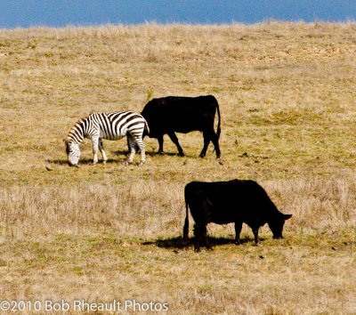 Zebra graze with cattle near San Simeon
