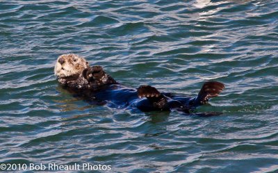 California Sea Otters at Moss Landing