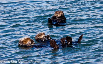California Sea Otters at Moss Landing