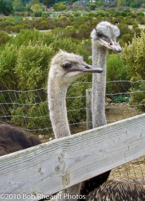 Ostrich and Emu Farm near Solvang