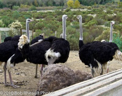 Ostrich and Emu Farm near Solvang
