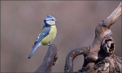 CINCIARELLA