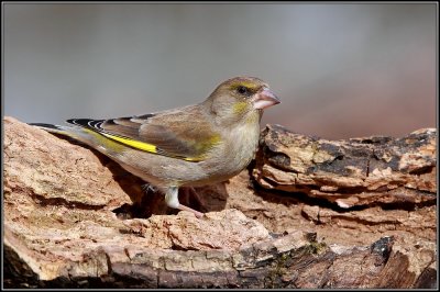 verdone femmina.jpg