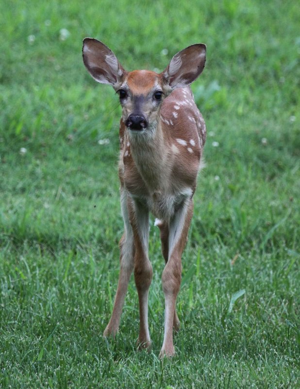 White Tail Deer 009