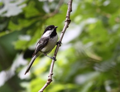 Black Capped Chickadee 002