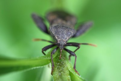 Leaf Footed Bug 001