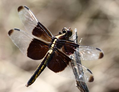 Dragonfly 006