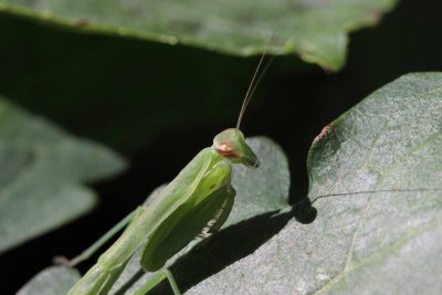 Carolina Mantid 001