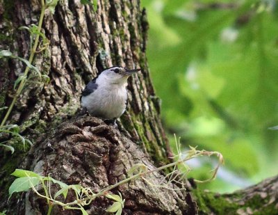Nut Hatch 001