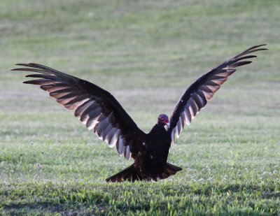 Turkey Vulture 001