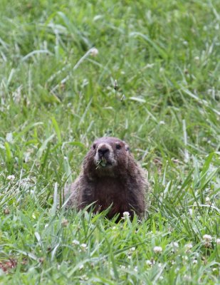 Groundhog 001