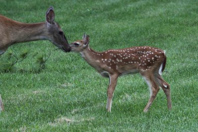 White Tail Deer 001