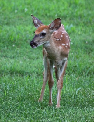 White Tail Deer 008