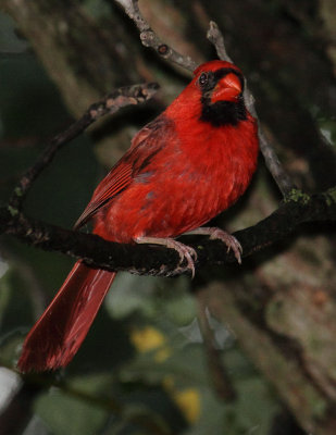 M. Cardinal 002