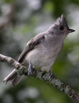 Tufted Titmouse 004