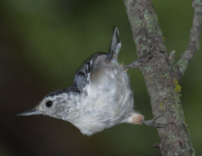 Nut Hatch 002