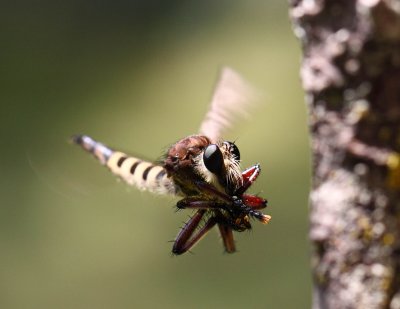 Robber Fly 001