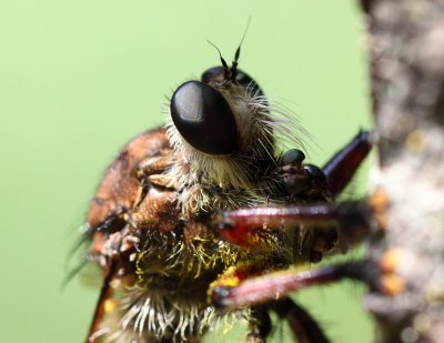 Robber Fly 003