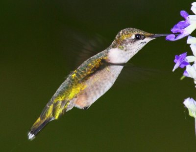 Hummingbirds