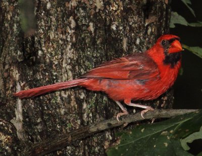 M. Cardinal 003
