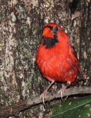 M. Cardinal 004