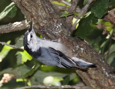 Nut Hatch 004