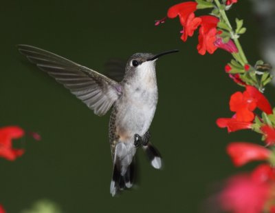 Hummingbirds