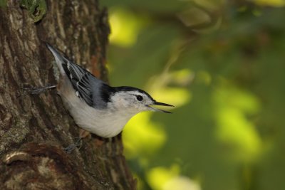Nut Hatch 005