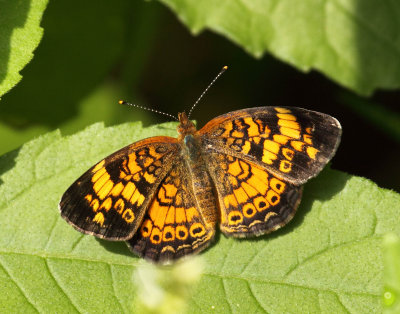 Butterflies