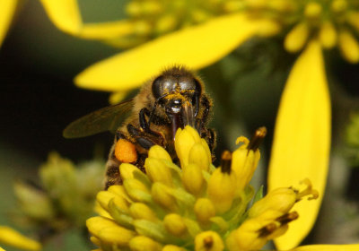Honey Bee 008