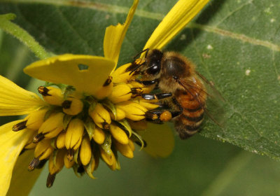 Honey Bee 009