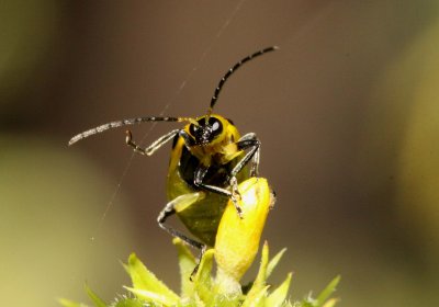 Spotted Cucumber Beetle 001