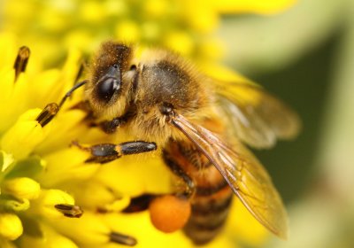 Honey Bee 010