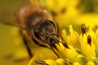 Honey Bee 011