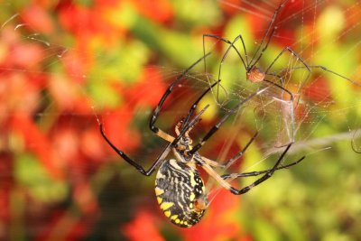 Yellow Garden Spider 001
