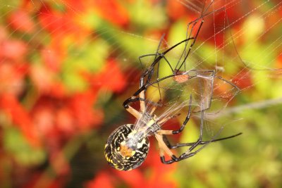 Yellow Garden Spider 002