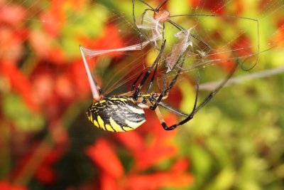 Yellow Garden Spider 003