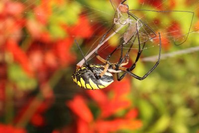 Yellow Garden Spider 004