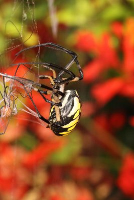 Yellow Garden Spider 005