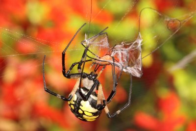 Yellow Garden Spider 006