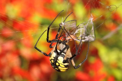 Garden Spider vs Harvestman